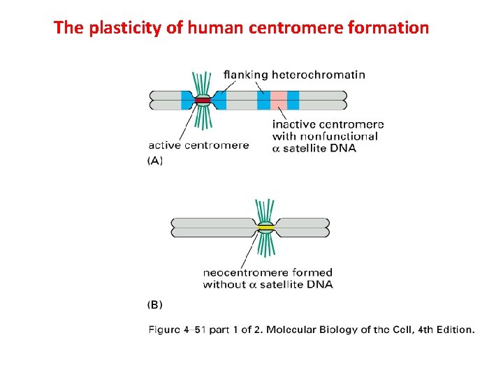 The plasticity of human centromere formation 