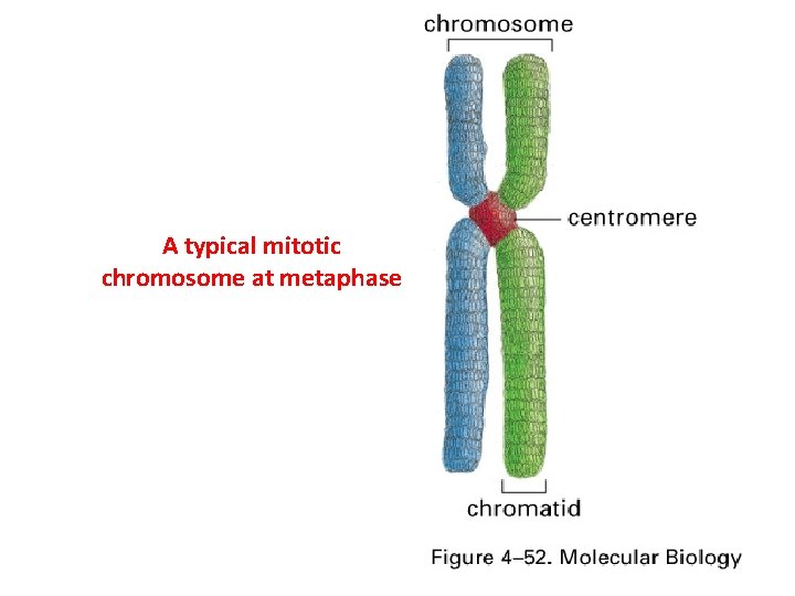 A typical mitotic chromosome at metaphase 