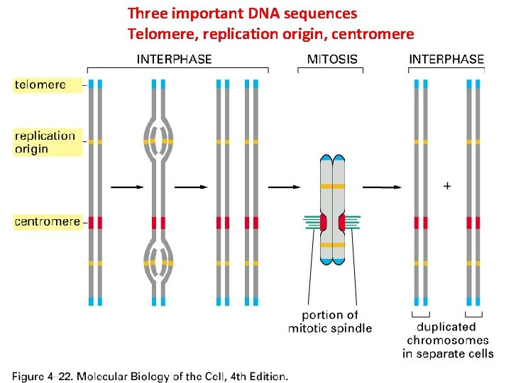 Three important DNA sequences Telomere, replication origin, centromere 