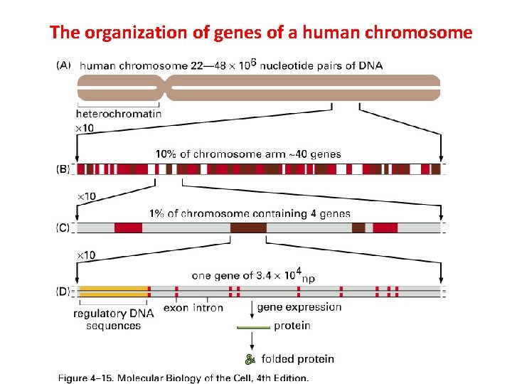 The organization of genes of a human chromosome 