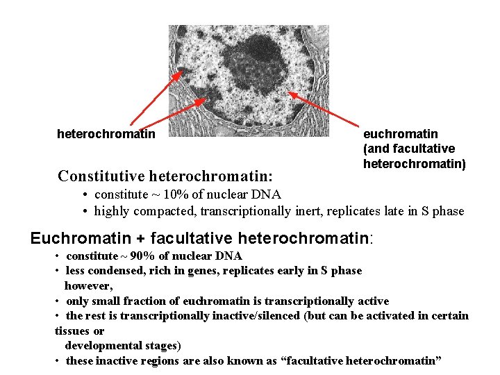 heterochromatin Constitutive heterochromatin: euchromatin (and facultative heterochromatin) • constitute ~ 10% of nuclear DNA