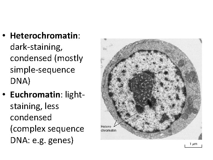  • Heterochromatin: dark-staining, condensed (mostly simple-sequence DNA) • Euchromatin: lightstaining, less condensed (complex