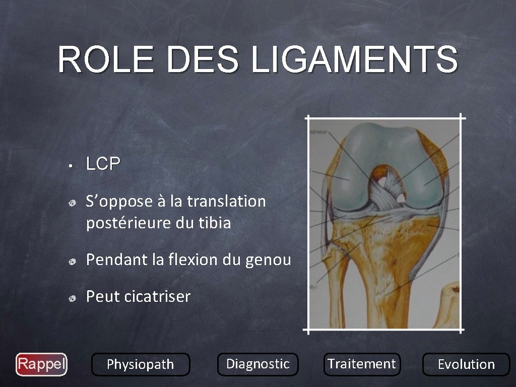 ROLE DES LIGAMENTS • LCP S’oppose à la translation postérieure du tibia Pendant la