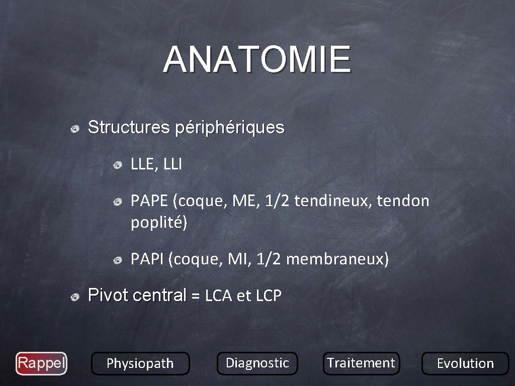 ANATOMIE Structures périphériques LLE, LLI PAPE (coque, ME, 1/2 tendineux, tendon poplité) PAPI (coque,