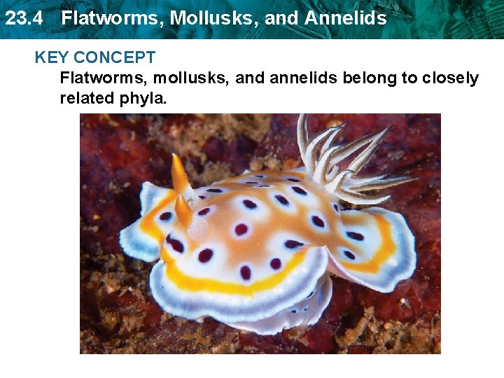 23. 4 Flatworms, Mollusks, and Annelids KEY CONCEPT Flatworms, mollusks, and annelids belong to