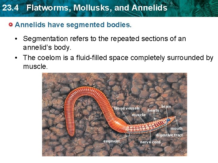 23. 4 Flatworms, Mollusks, and Annelids have segmented bodies. • Segmentation refers to the