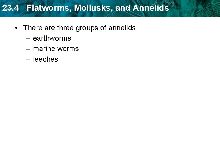 23. 4 Flatworms, Mollusks, and Annelids • There are three groups of annelids. –