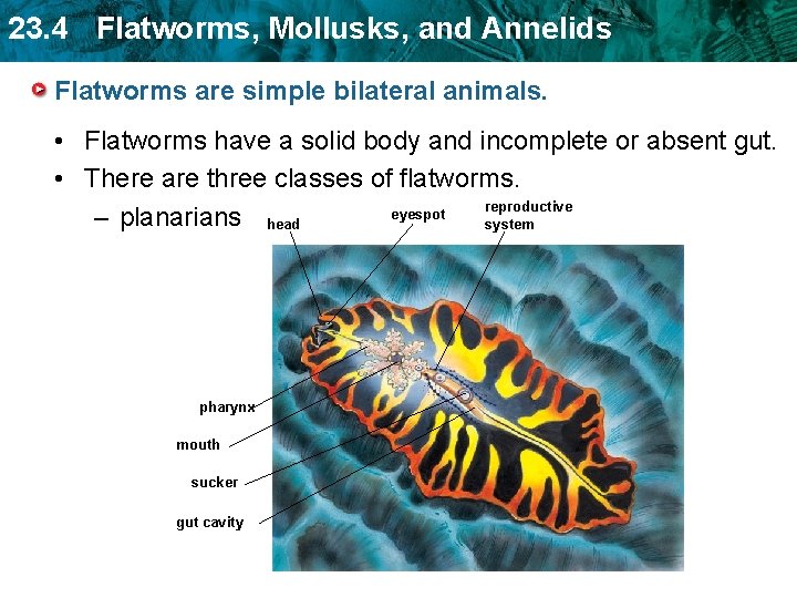 23. 4 Flatworms, Mollusks, and Annelids Flatworms are simple bilateral animals. • Flatworms have