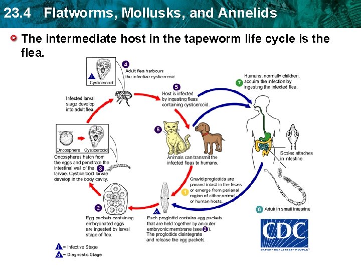 23. 4 Flatworms, Mollusks, and Annelids The intermediate host in the tapeworm life cycle