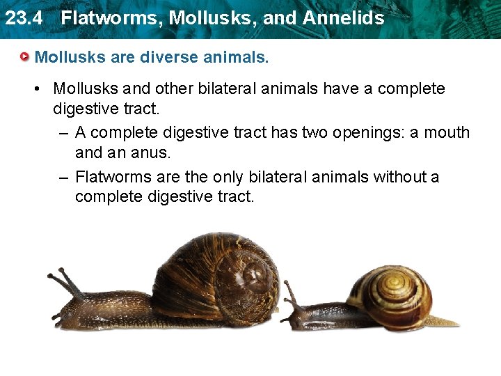 23. 4 Flatworms, Mollusks, and Annelids Mollusks are diverse animals. • Mollusks and other