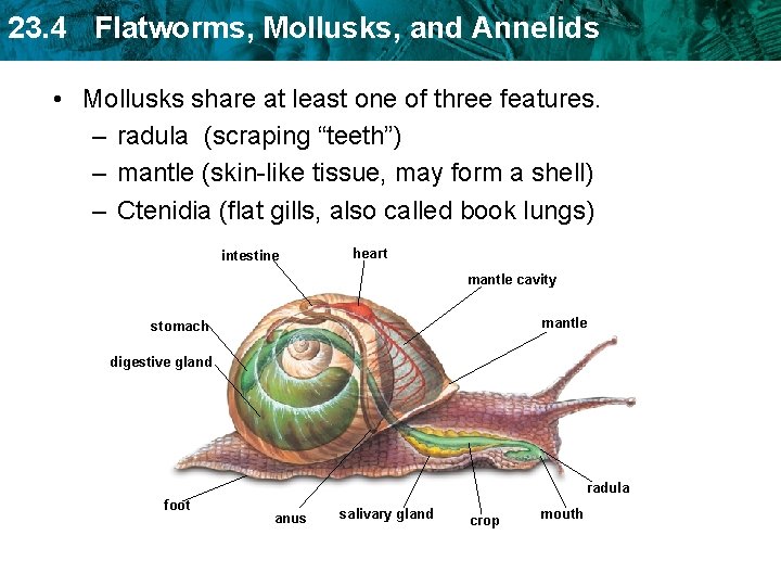 23. 4 Flatworms, Mollusks, and Annelids • Mollusks share at least one of three