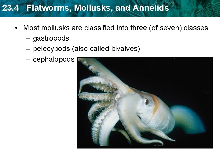 23. 4 Flatworms, Mollusks, and Annelids • Most mollusks are classified into three (of