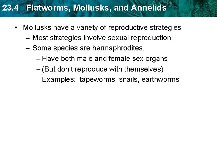 23. 4 Flatworms, Mollusks, and Annelids • Mollusks have a variety of reproductive strategies.