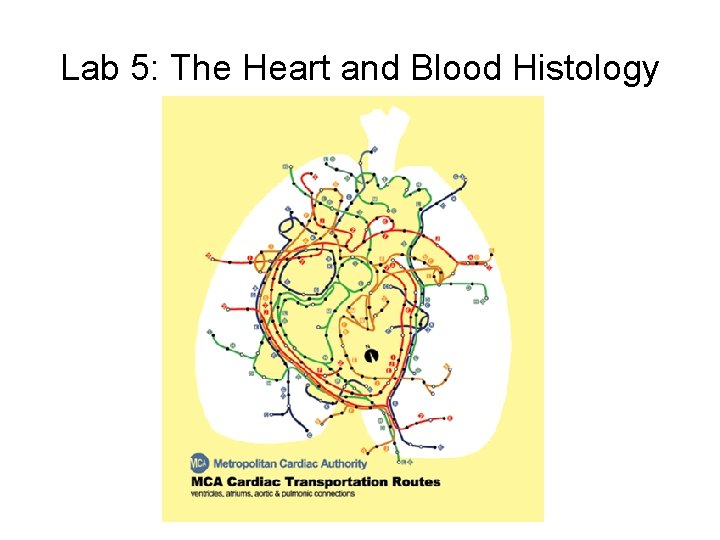 Lab 5: The Heart and Blood Histology 