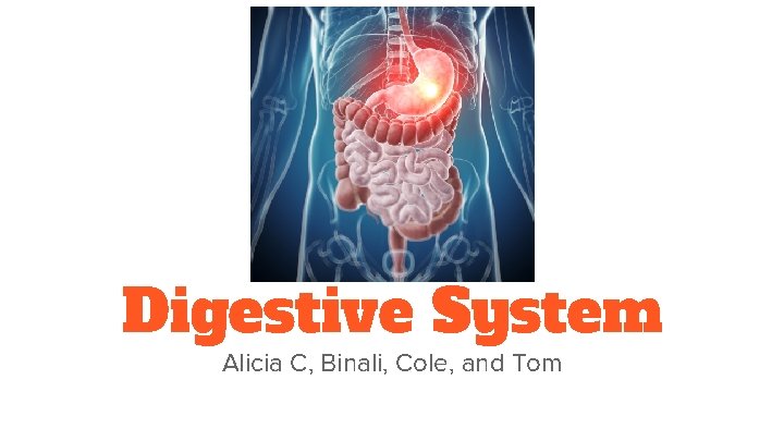 Digestive System Alicia C, Binali, Cole, and Tom 