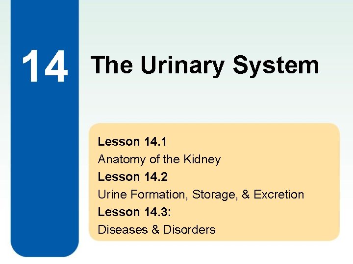 14 The Urinary System Lesson 14. 1 Anatomy of the Kidney Lesson 14. 2