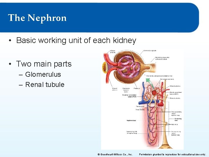 The Nephron • Basic working unit of each kidney • Two main parts –