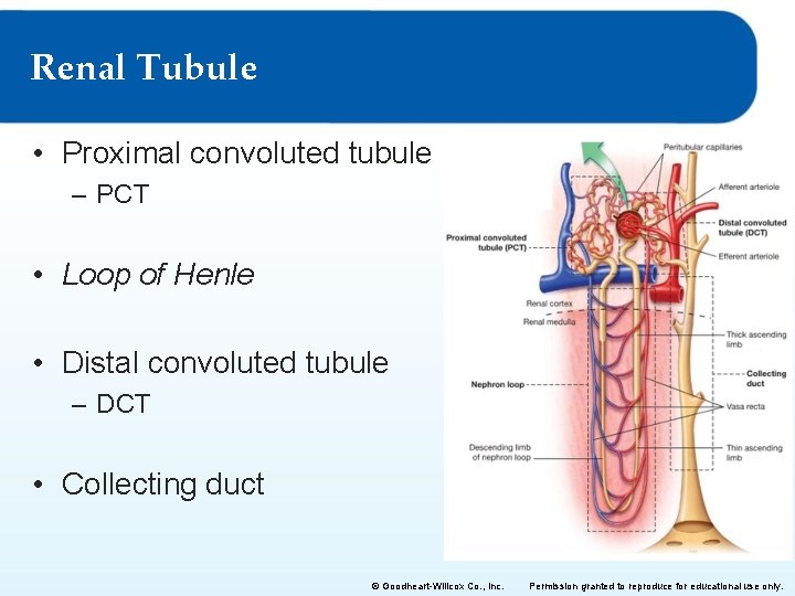 Renal Tubule • Proximal convoluted tubule – PCT • Loop of Henle • Distal