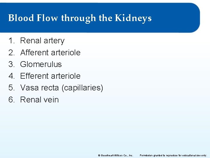Blood Flow through the Kidneys 1. 2. 3. 4. 5. 6. Renal artery Afferent