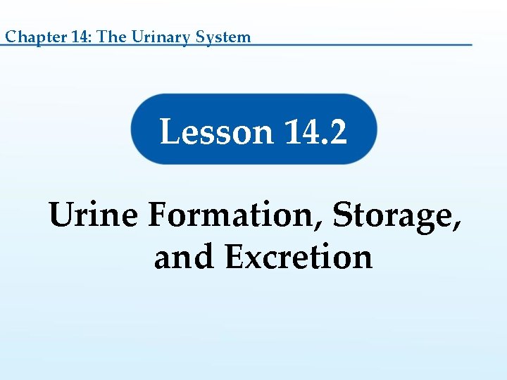 Chapter 14: The Urinary System Lesson 14. 2 Urine Formation, Storage, and Excretion 
