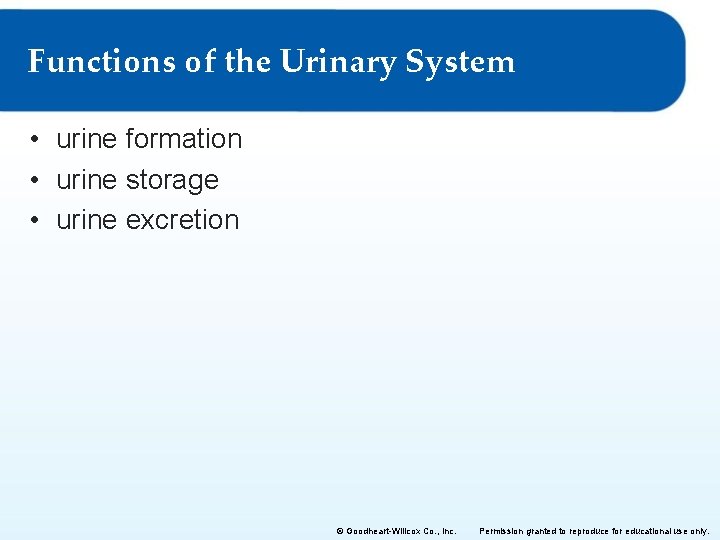 Functions of the Urinary System • urine formation • urine storage • urine excretion