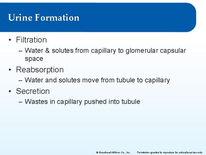 Urine Formation • Filtration – Water & solutes from capillary to glomerular capsular space