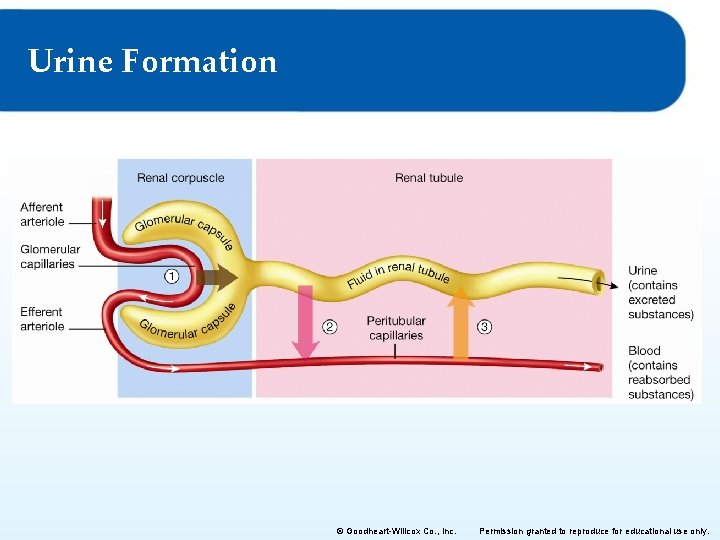 Urine Formation © Goodheart-Willcox Co. , Inc. Permission granted to reproduce for educational use