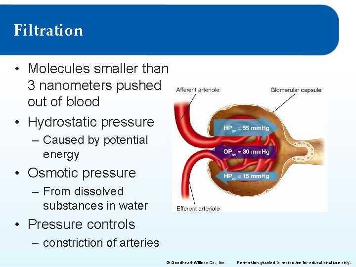 Filtration • Molecules smaller than 3 nanometers pushed out of blood • Hydrostatic pressure