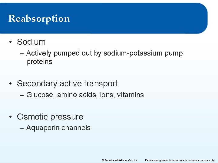 Reabsorption • Sodium – Actively pumped out by sodium-potassium pump proteins • Secondary active