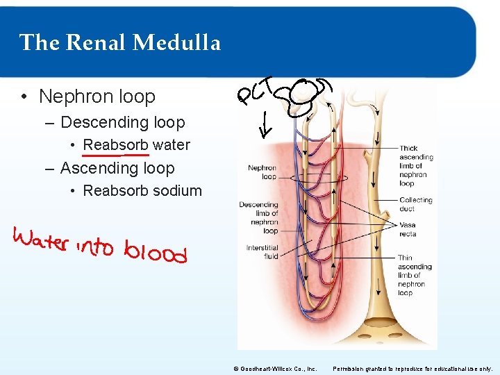 The Renal Medulla • Nephron loop – Descending loop • Reabsorb water – Ascending