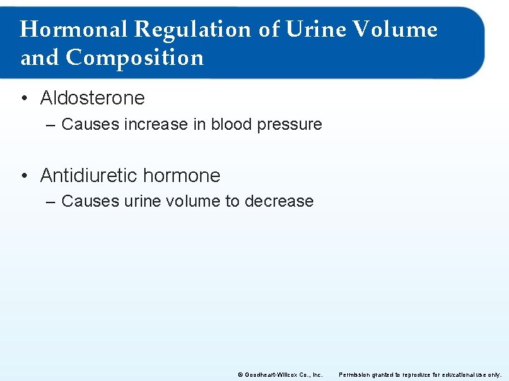 Hormonal Regulation of Urine Volume and Composition • Aldosterone – Causes increase in blood