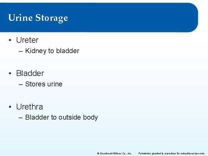 Urine Storage • Ureter – Kidney to bladder • Bladder – Stores urine •