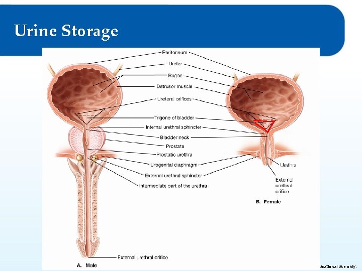 Urine Storage © Goodheart-Willcox Co. , Inc. Permission granted to reproduce for educational use