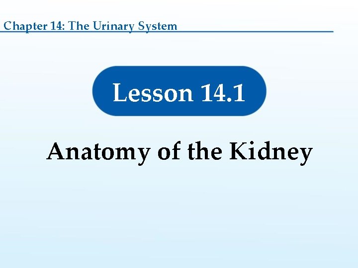 Chapter 14: The Urinary System Lesson 14. 1 Anatomy of the Kidney 