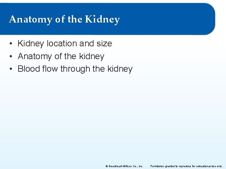 Anatomy of the Kidney • Kidney location and size • Anatomy of the kidney