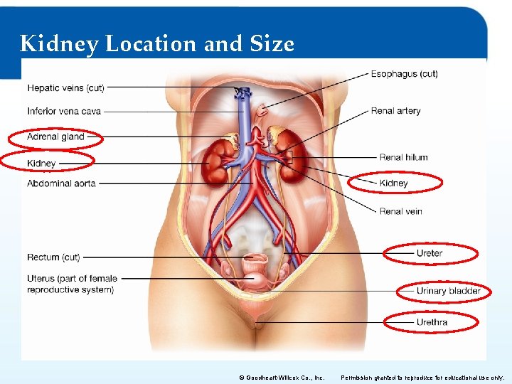 Kidney Location and Size © Goodheart-Willcox Co. , Inc. Permission granted to reproduce for