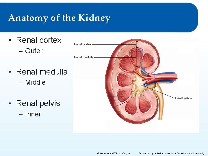Anatomy of the Kidney • Renal cortex – Outer • Renal medulla – Middle