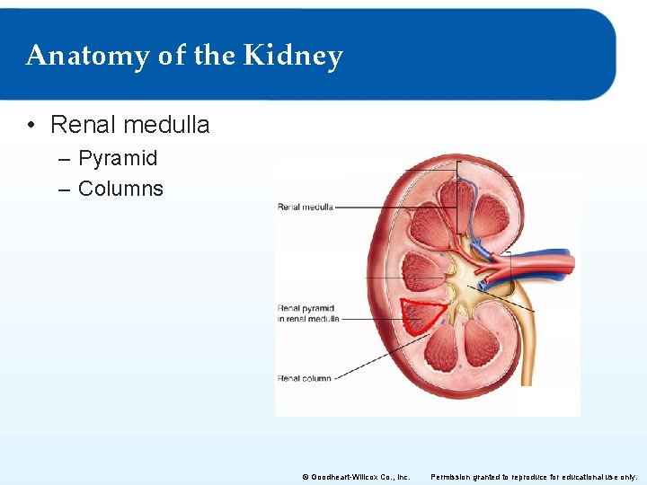 Anatomy of the Kidney • Renal medulla – Pyramid – Columns © Goodheart-Willcox Co.