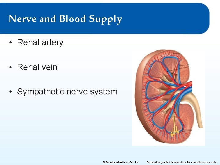 Nerve and Blood Supply • Renal artery • Renal vein • Sympathetic nerve system