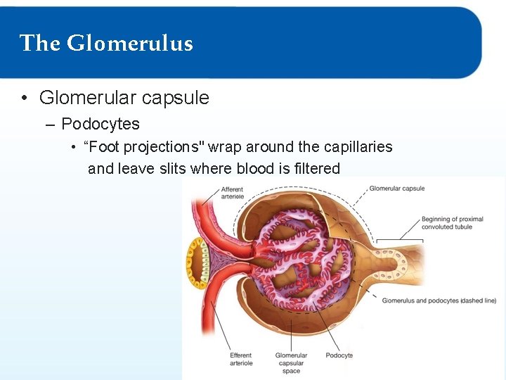 The Glomerulus • Glomerular capsule – Podocytes • “Foot projections" wrap around the capillaries