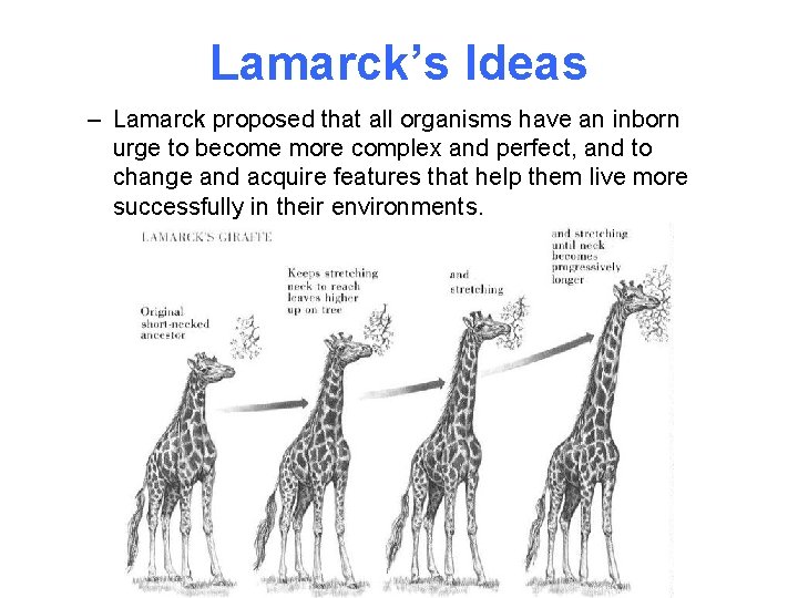 Lamarck’s Ideas – Lamarck proposed that all organisms have an inborn urge to become