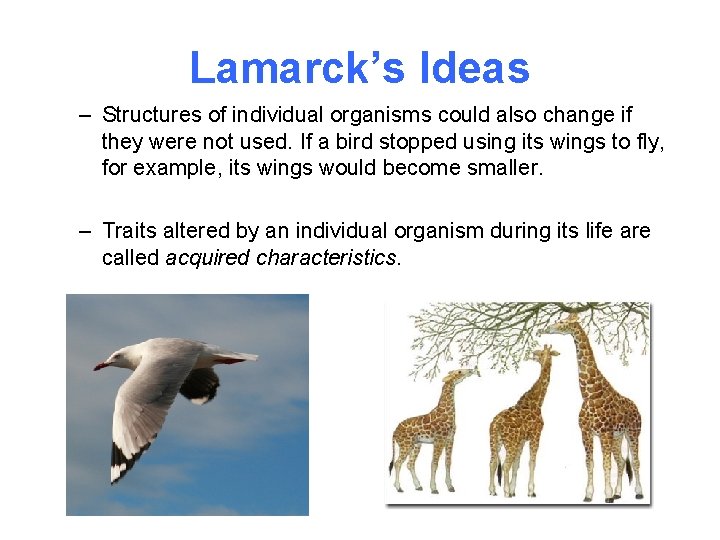 Lamarck’s Ideas – Structures of individual organisms could also change if they were not