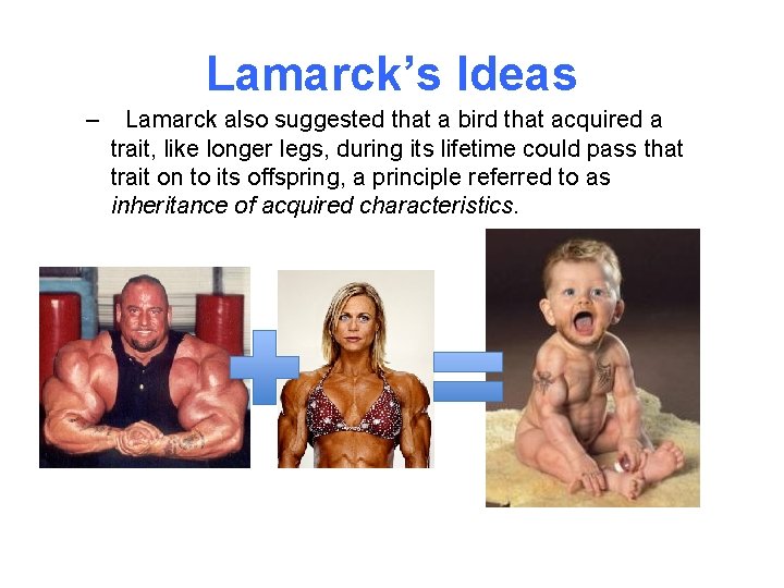 Lamarck’s Ideas – Lamarck also suggested that a bird that acquired a trait, like