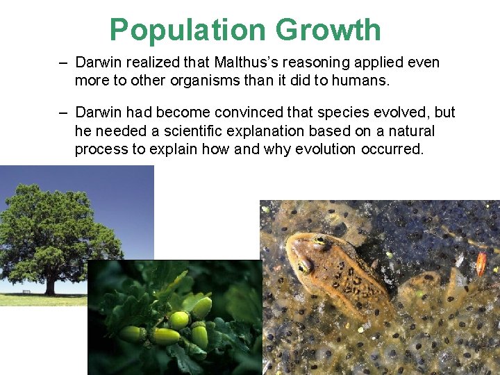 Population Growth – Darwin realized that Malthus’s reasoning applied even more to other organisms