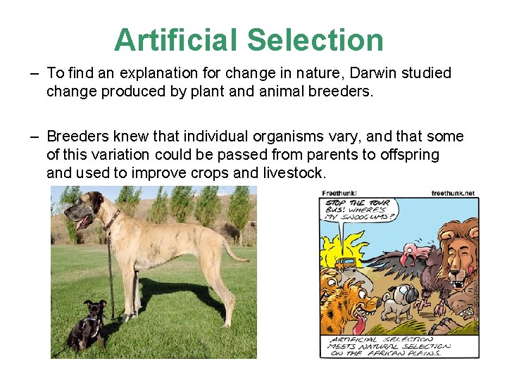 Artificial Selection – To find an explanation for change in nature, Darwin studied change