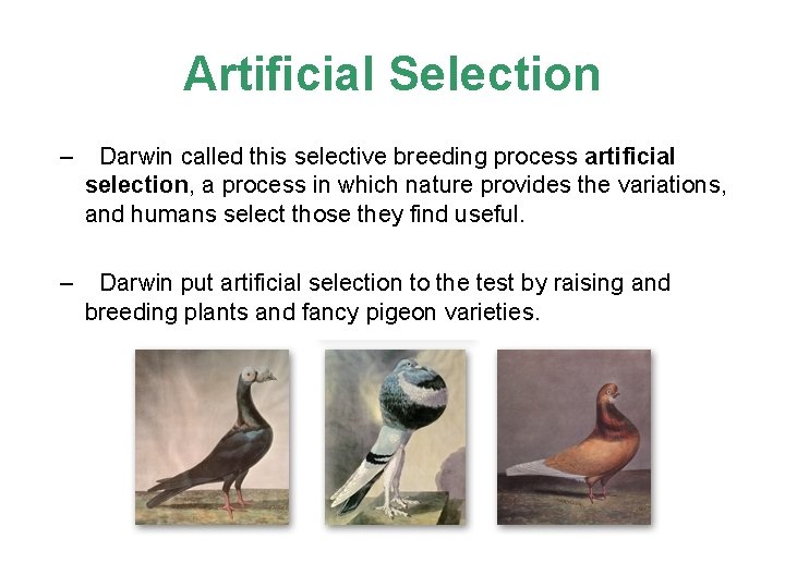 Artificial Selection – Darwin called this selective breeding process artificial selection, a process in