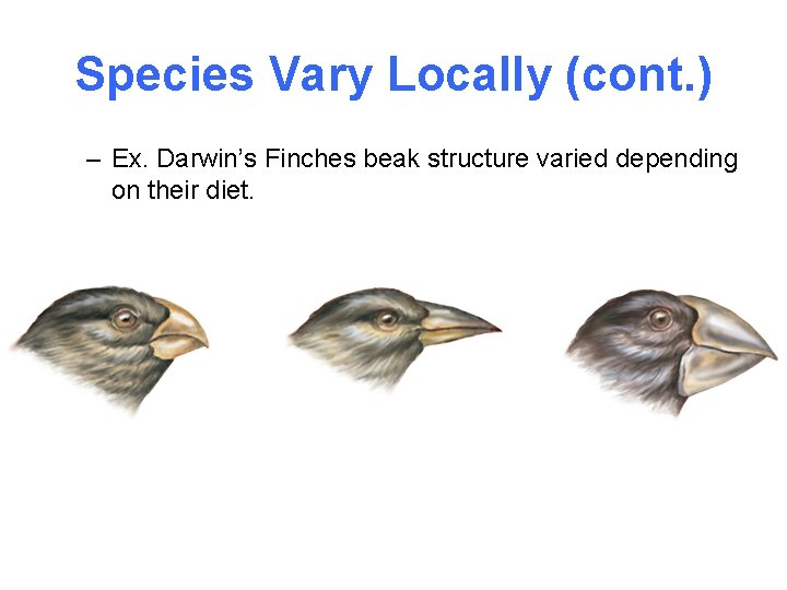 Species Vary Locally (cont. ) – Ex. Darwin’s Finches beak structure varied depending on