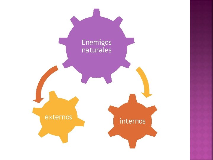 Enemigos naturales externos internos 