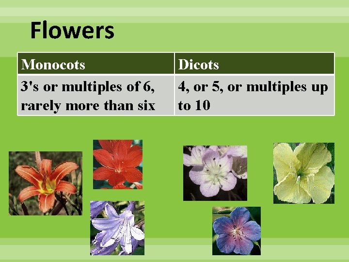 Flowers Monocots 3's or multiples of 6, rarely more than six Dicots 4, or