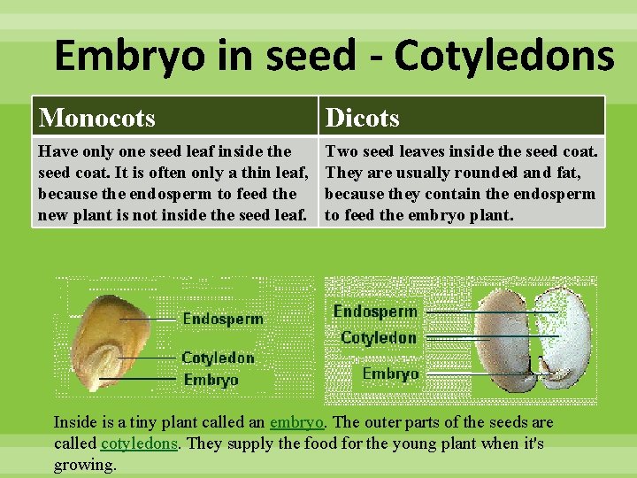 Embryo in seed - Cotyledons Monocots Dicots Have only one seed leaf inside the